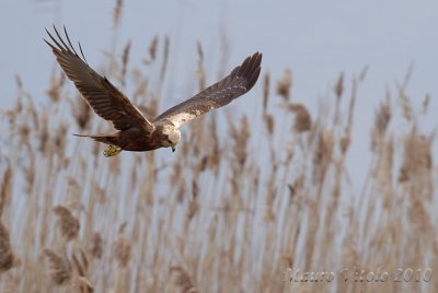 Falco di palude - Vallevecchia Brussa VE