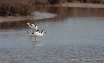 Avocette - Lio Piccolo Jesolo