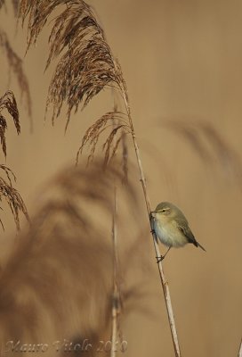 Lui - Vallevecchia Brussa VE