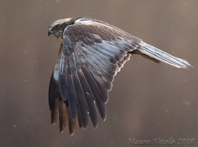 Falco di palude - Vallevecchia Brussa VE