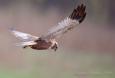 Falco di palude - Vallevecchia Brussa VE