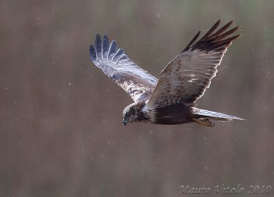 Falco di palude - Vallevecchia Brussa V E