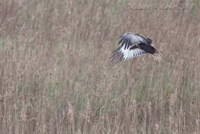 Falco di palude - Vallevecchia Brussa V E