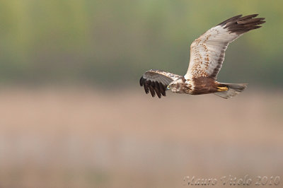 Falco di palude - Vallevecchia Brussa V E