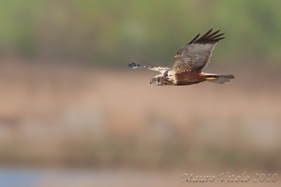 Falco di palude - Vallevecchia Brussa V E