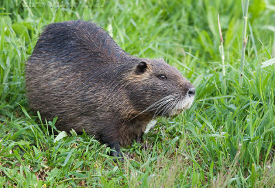 Nutria - Vallevecchia  Brussa  VE