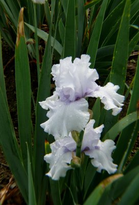 P1110517-1.jpg