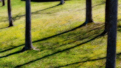 Natchez Shadows