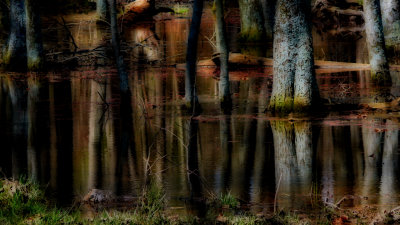 Swamp Reflection 2