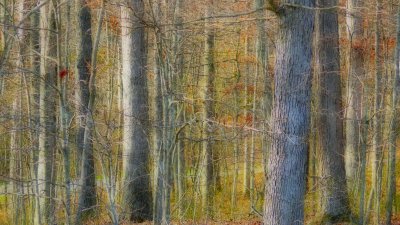 Natchez Forest