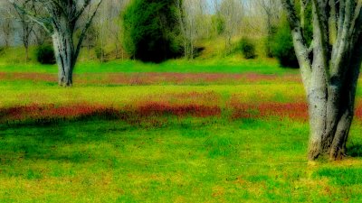 Trace Colors