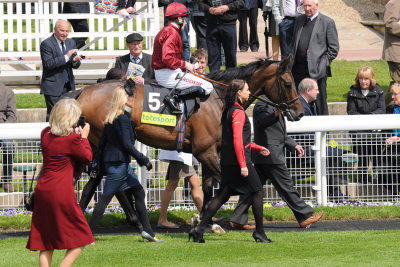 Sariska in the winners enclosure  10_DSC_2251