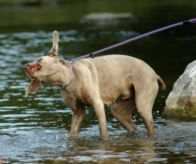 Dog Wash  DSC_3242