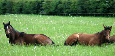 DSC_9870 Yearlings at Copgrove Stud