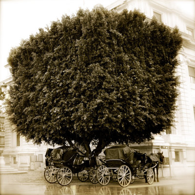 Carriage & Tree