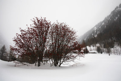 Red tree