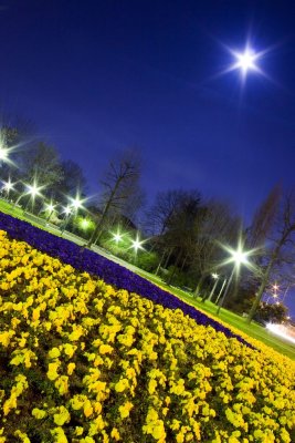 Moon and flowers