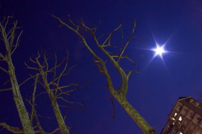 Moon and trees