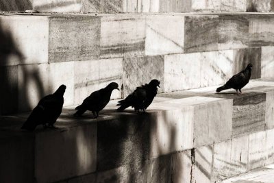 Pigeons on Monument to Pertini
