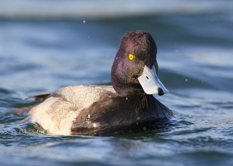 Lesser Scaup