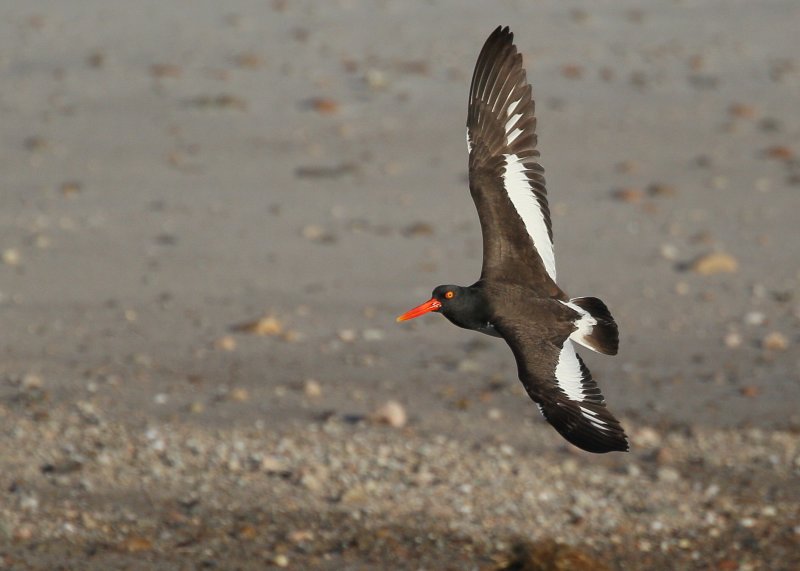 American Oystercatcher