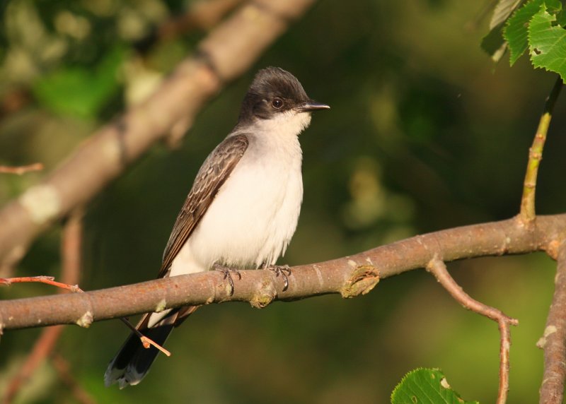 Eastern Kingbird