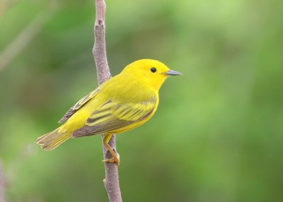 Yellow Warbler