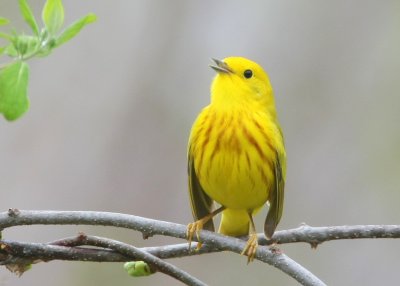 Yellow Warbler