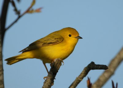 Yellow Warbler