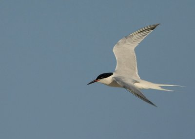 Roseate Tern