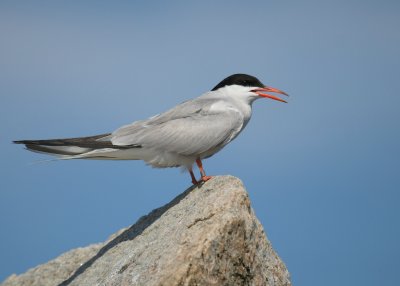 Common Tern