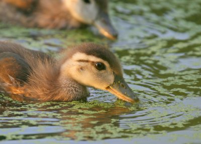 Wood Duck, Juvenile