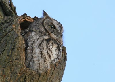 Eastern Screech Owl, gray phase