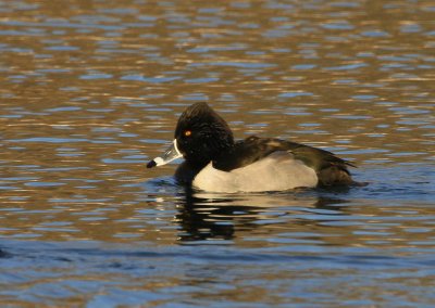 Ringed-neck duck