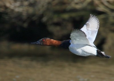 Canvasback, male