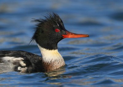 Red-breasted Merganser