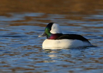 Bufflehead, male