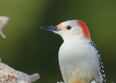 Red-bellied Woodpecker