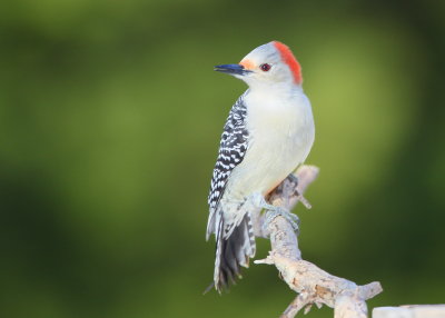 Red-bellied Woodpecker