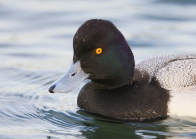 Lesser Scaup