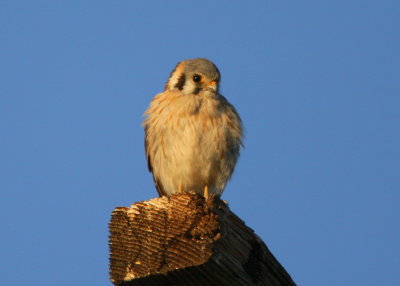 American Kestrel