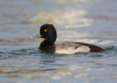 Greater Scaup, male