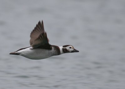 Long-tailed Duck, female