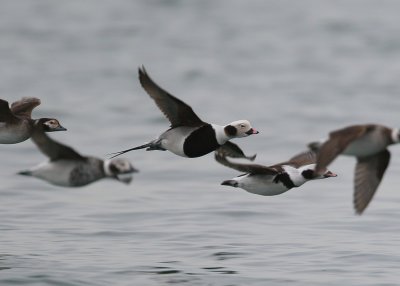Long-tailed Ducks, male in the center