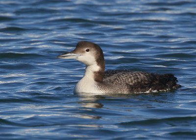 Common Loon, nonbreeding adult