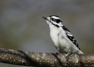 Downy Woodpecker, female