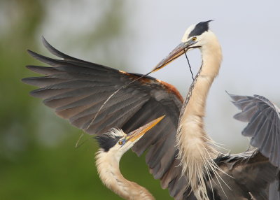 Great Blue Heron