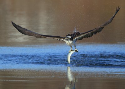 Osprey