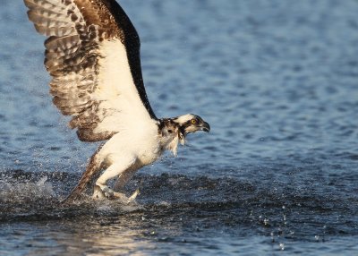 Osprey with fish coming out of water