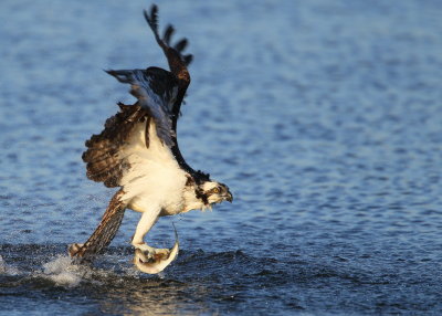 Osprey